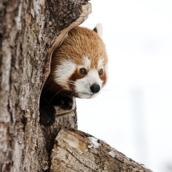 red-panda-1982445_1280